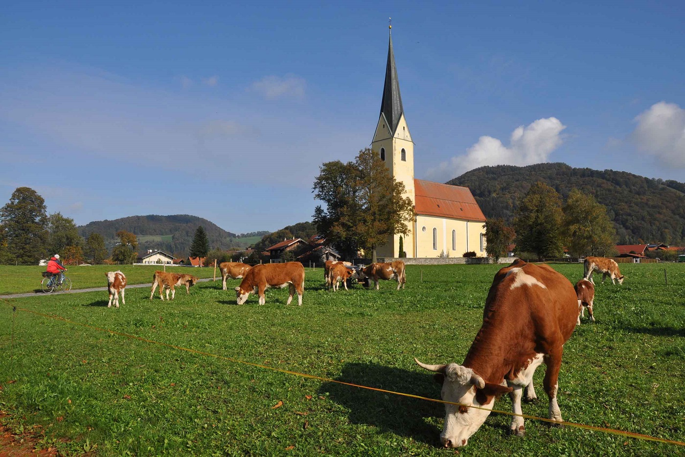 Kühe am Samerberg