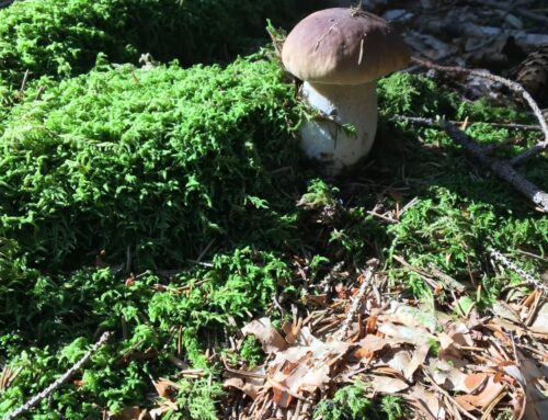 Herbstausflüge um den Berggasthof Bayern: Duftbräu